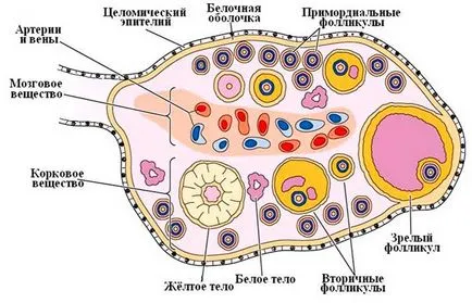 Препарати за еко