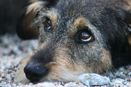 Crime împotriva altor câini în torturarea cei vinovați vor fi pedepsiți