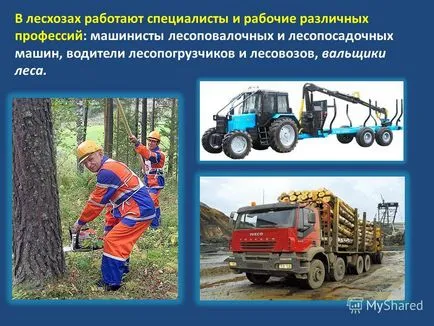 Prezentarea privind industria forestieră a Serviciului Forest Federal România este concentrată în întreprinderi forestiere