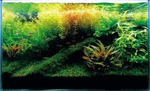 Természetes akvárium aqua nulláról indul tápanyag talajba