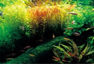 Természetes akvárium aqua nulláról indul tápanyag talajba