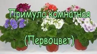 Primula вулгарис (Primula вулгарис) грижи в дома, снимки