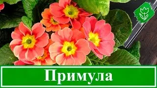 Primula вулгарис (Primula вулгарис) грижи в дома, снимки