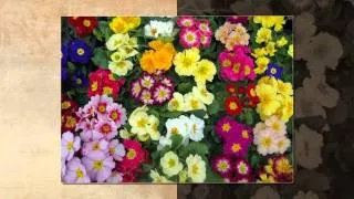 Primula вулгарис (Primula вулгарис) грижи в дома, снимки