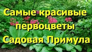 Primula vulgaris (Primula vulgaris) ellátás az otthoni, fotók