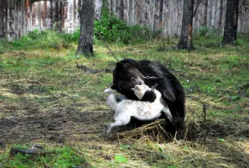 Pritravka câini de vânătoare la animal