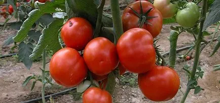 La ce temperatură pot fi plantate tomate