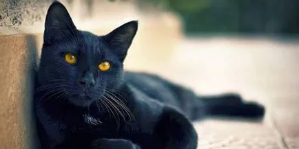 Luck pisică neagră lângă o lume magică