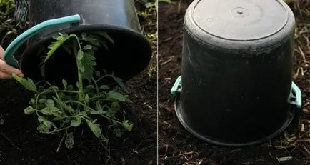 La ce temperatură pot fi plantate tomate