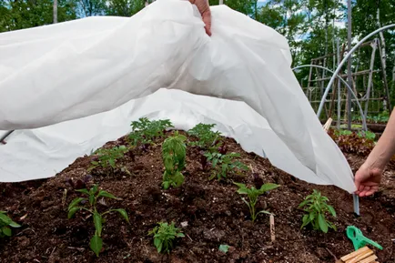 La ce temperatură pot fi plantate tomate