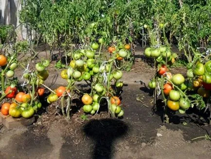 La ce temperatură pot fi plantate tomate