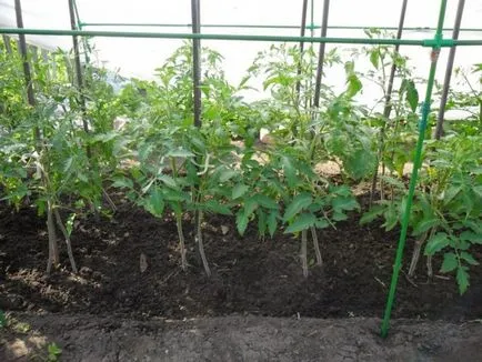 La ce temperatură pot fi plantate tomate