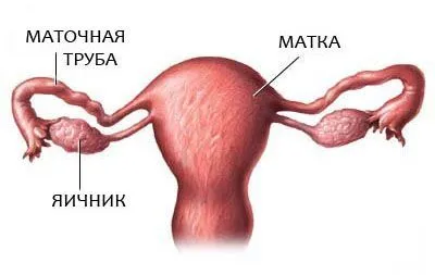 Petevezeték - blogomban beteshka