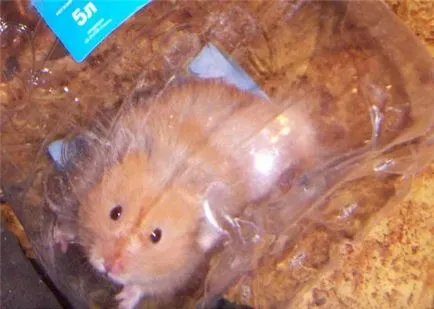 Hamster mingii pentru hamster cu propriile sale mâini