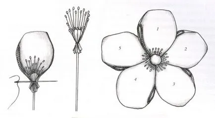 Пет вида рози панделки