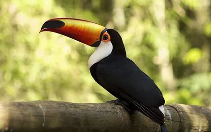 Toucan pasăre - fotografii, descriere, habitat, produse alimentare, cumpărare