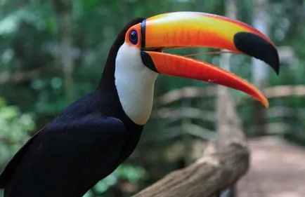 Toucan pasăre - fotografii, descriere, habitat, produse alimentare, cumpărare