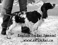 Spaniel Soiuri - Nursery English Cocker Spaniel