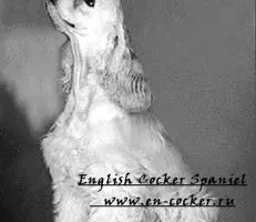 Сортове шпаньоли - разсадник английски кокер шпаньол