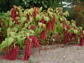 Amaranth üzemhasználat, termesztés, népszerű formája fotókkal