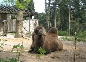 Историята на зоологическата градина в плевнята, най-старите в Балтийските страни