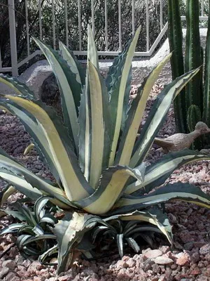 Завод снимка Agave, грижи у дома, описание на видовете и използването на