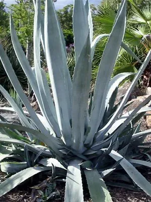 Plant fotó Agave, otthoni gondozást, típusainak leírása és használata