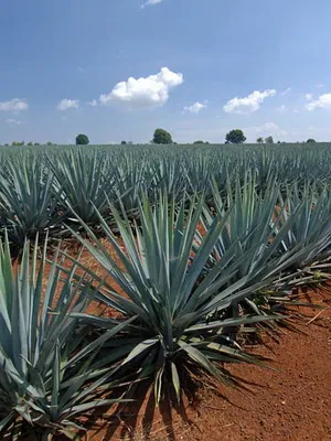 Завод снимка Agave, грижи у дома, описание на видовете и използването на