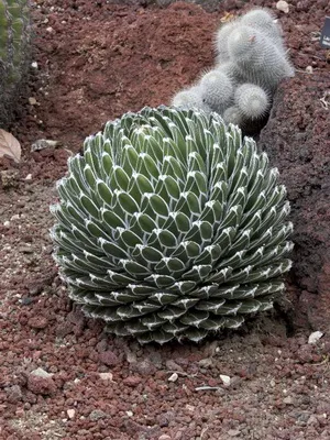 Plant fotó Agave, otthoni gondozást, típusainak leírása és használata