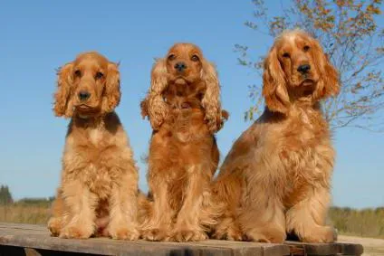 Spaniel soiuri cu fotografii și descriere