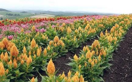 Amaranth utilizarea plantelor, cultivarea, forme populare cu fotografii