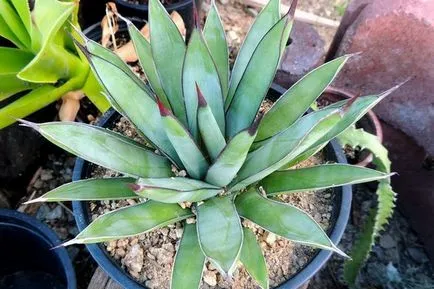 Завод снимка Agave, грижи у дома, описание на видовете и използването на