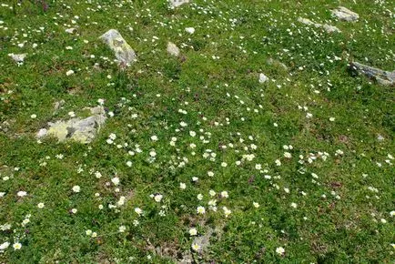 Vegetatia, flora Abhazia