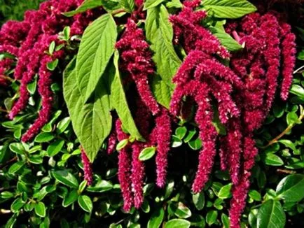 Amaranth utilizarea plantelor, cultivarea, forme populare cu fotografii