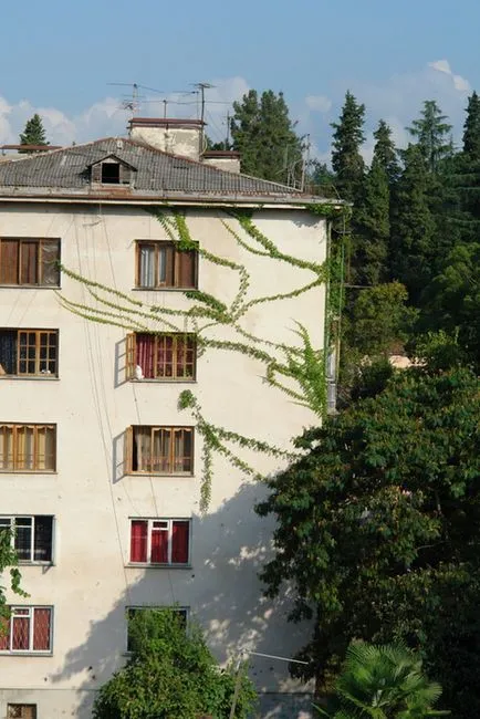 Vegetatia, flora Abhazia