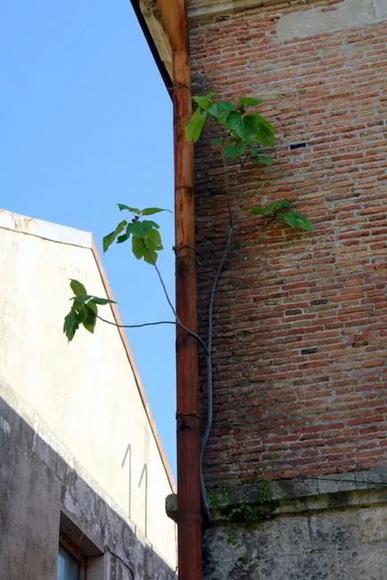 Vegetatia, flora Abhazia