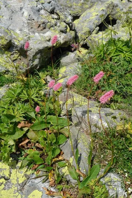 Vegetatia, flora Abhazia