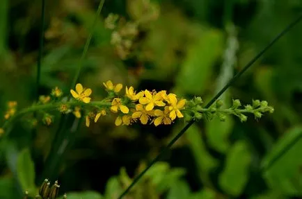 Agrimonia Eupatoria fotografie