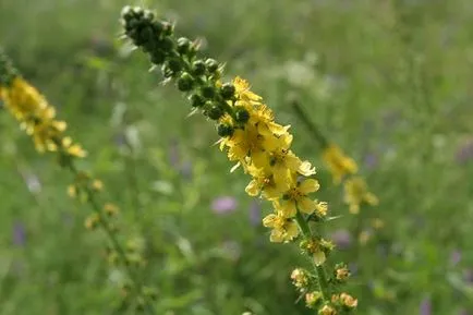 Agrimonia Eupatoria fotografie