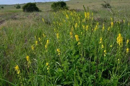 Agrimonia Eupatoria fotografie