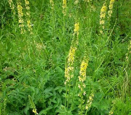 Agrimonia Eupatoria fotografie