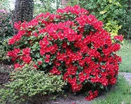 Rhododendron, cultivare, îngrijire și reproducere la domiciliu, Florarie Consulting