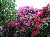 Rhododendron, cultivare, îngrijire și reproducere la domiciliu, Florarie Consulting