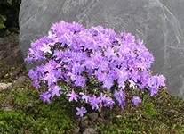 Rhododendron, cultivare, îngrijire și reproducere la domiciliu, Florarie Consulting