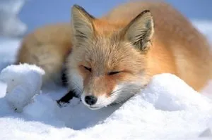 Descriere Red Fox animale