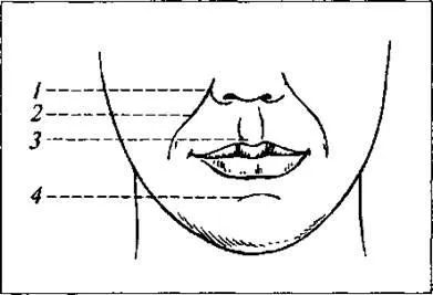 Desen Mulaj de părți ale feței - studopediya