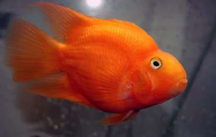 pește papagal (papagal roșu) reguli pentru îngrijirea și întreținerea acvariu