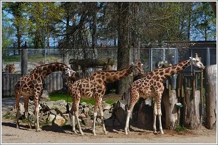 Riga Zoo Riga, Lettország - történelem, mit látni, míg a jegyek árát, a címet a térképen