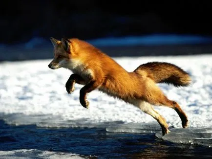 Red Fox caracteristici interesante - Animale - altele