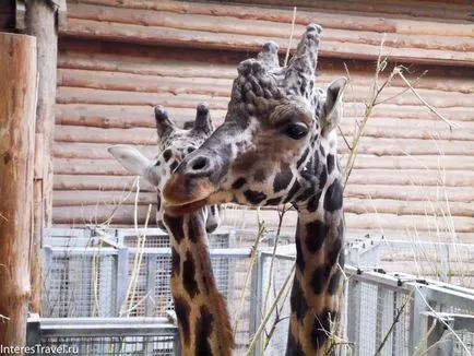 Рига Zoo е всичко за него, всичко за пътуване